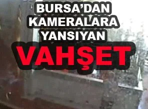 Mezbahalarda hayvanları canlı yüzüyorlar (video)