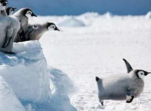 Penguen yolunu şaşırınca...