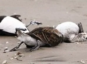 6 bin ölü kuş sahile vurdu