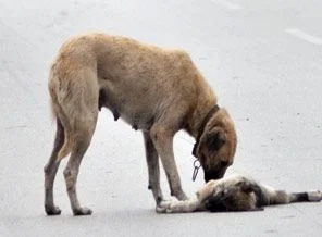 Ana yüreği işte bırakıp gidemedi