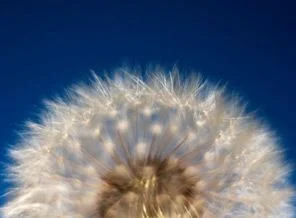 Biraz tefekkür biraz göz dinginliği