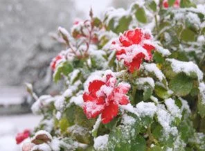 İşte yılın ilk özlenen kar görüntüleri