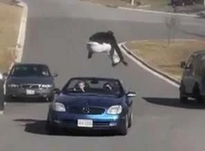 İsveçli jimnastikçi ölüme meydan okuyor (video)