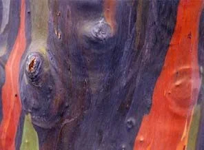 İzleyin gözünüz ve gönlünüz dinlensin