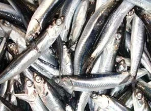 Karadeniz'i hamsiler bastı