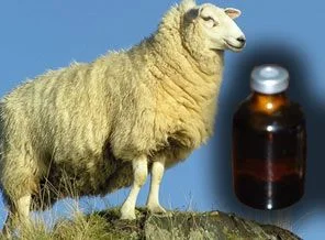 'Kurbanlıklara verilen hormonlar kanser yapar'