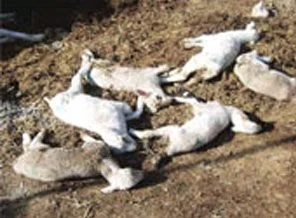 'Kuzular ölü doğuyor'