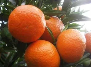 Belediyeden her eve portakal sıkma makinası