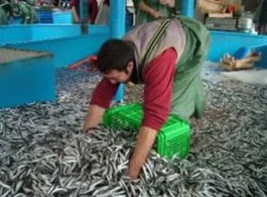 Hamsilere 'nüfus sayımı'