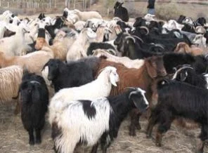 Satılamayan kurbanlıklara çözüm yolu