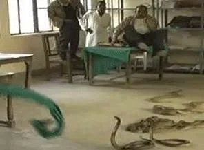 Vergi dairesine kızdı, yılanları saldı