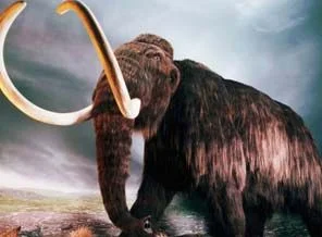 Bilimadamları mamut kolonlayacak