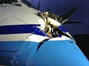 Albatros'un uçakta işi ne?