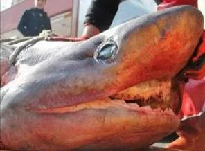 Çanakkale'de Jaws