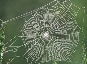 Örümcek ağının ilginç sırrı ortaya çıktı