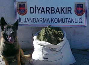 Diyarbakır'da 31 kilo esrar ele geçirildi
