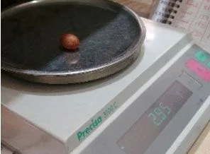 Dünyanın en küçük tavuk yumurtasına aday