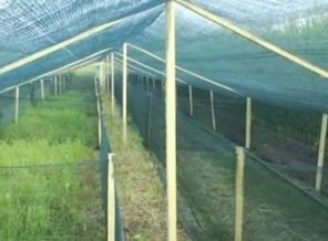 Ekonomik kriz salyangoz çiftliği kurdurttu
