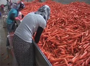 Kırıkhan havucu markalaşıyor