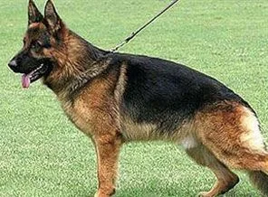 PKK'lıları köpekler dize getirecek