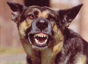 Sokak köpekleri dehşet saçtı