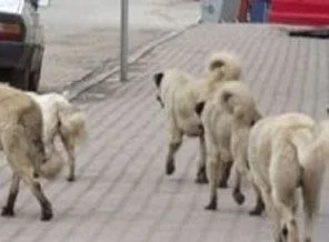 Sokak köpekleri, öğretmeni parçaladı