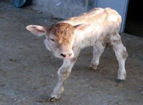 3 ayaklı buzağı dünyaya geldi