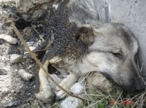 Ankara'da köpekler vahşice yakıldı