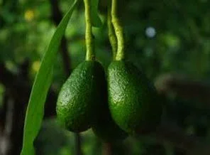 Avokado her derde deva