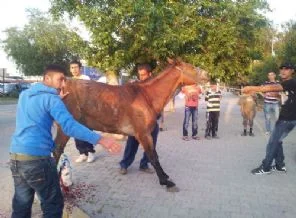 Ayağı kırılan atı için sürücüden şikayetçi oldu