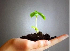 Çankırı da sahabe ormanı