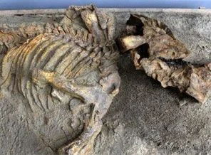 Çin'de en büyük dinozor fosili bulundu