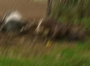 Fırtına yüzünden 6 dana telef oldu