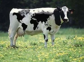 İnek 8 yaşında çocuk öldürdü