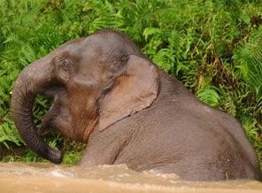 'Jumbo' bakıcısını öldürdü