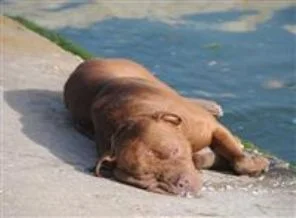 Küçük çocuk Pitbull'u denizde boğdu