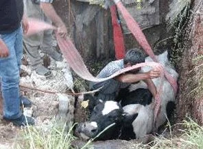 Kuyuya düşen ineği itfaiye çıkardı