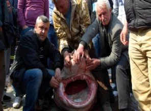 Marmara'da 1 tonluk ''Jaws''