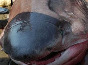 Marmara'da 1 tonluk 'Jaws'