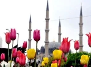 Selimiye'nin güzelliğine güzellik katan 'Laleler'