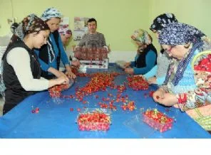 Yılın ilk kiraz hasadı Manisa'da