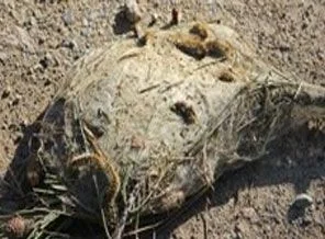 10 kişiden 8'i tırtıl alerjisine yakalanıyor