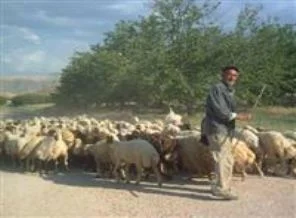 1500 liraya çalışacak çoban bulunamıyor