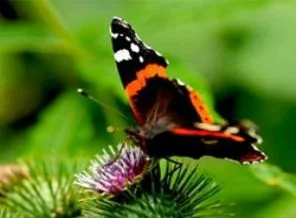 Afet Yasası, biyoçeşitliliği yok edecek