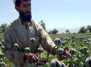 Afganistan'da afyon dramı