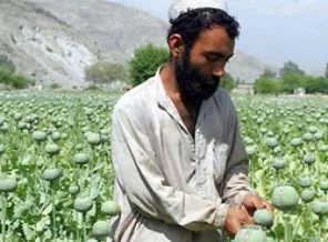Afganistan'daki afyon üretimi arttı