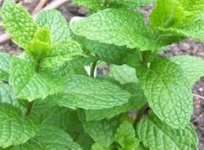 Alzheimer' da yeni umut: limon nanesi