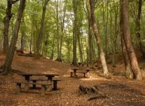 Belgrad Ormanları temizleniyor