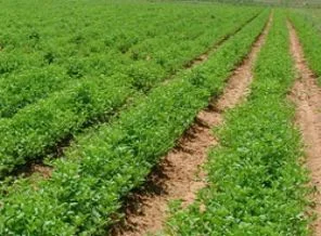 Çiftçiye 735 milyon liralık destek