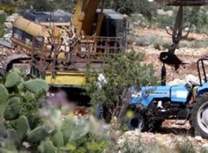 Filistinlilere ait binden fazla zeytin ağacının sökecekler